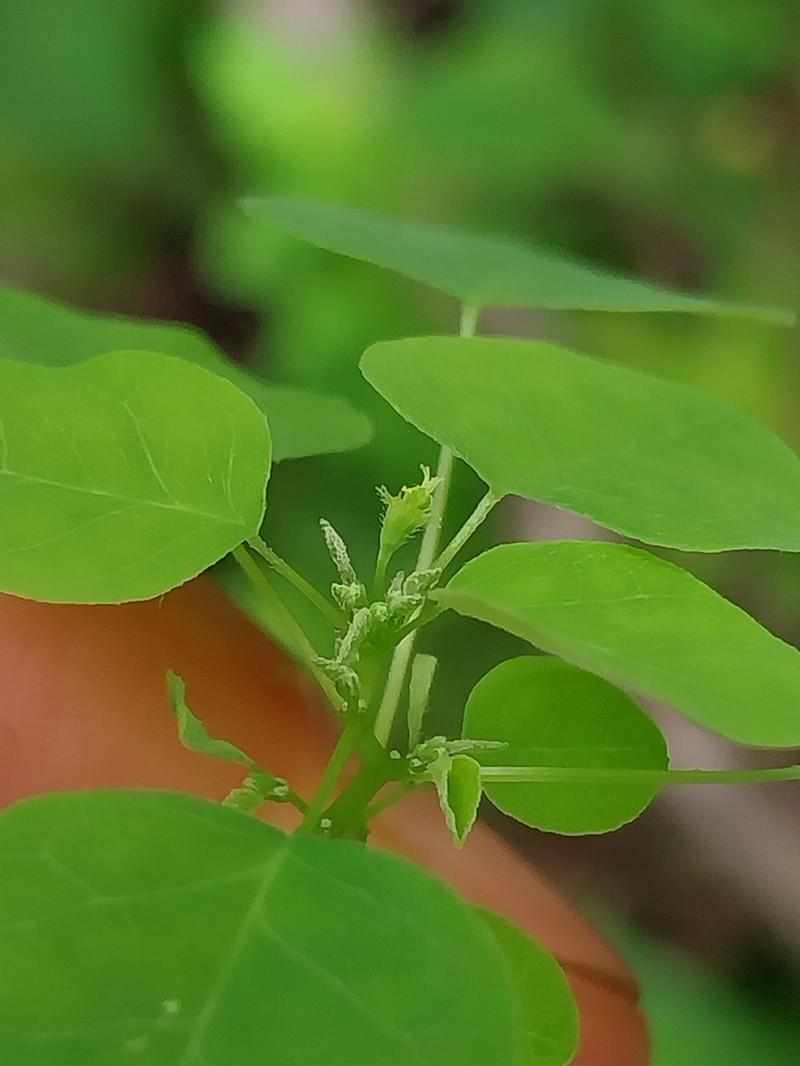 Euphorbia sciadophila photo 4