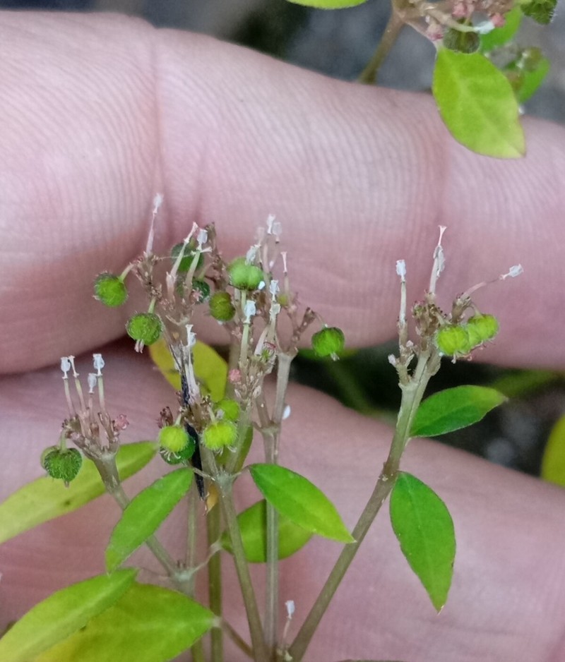 Euphorbia sciadophila photo 5