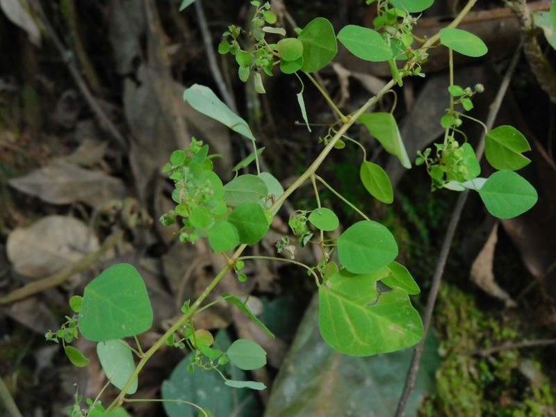Euphorbia sciadophila photo 7