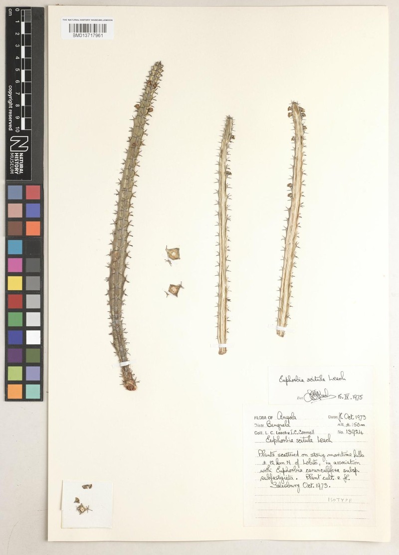 Euphorbia scitula photo 2