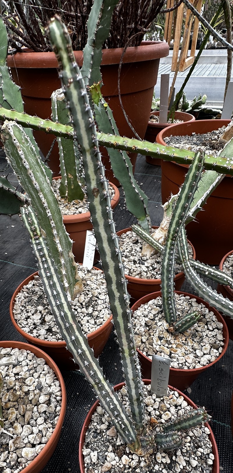 Euphorbia scitula