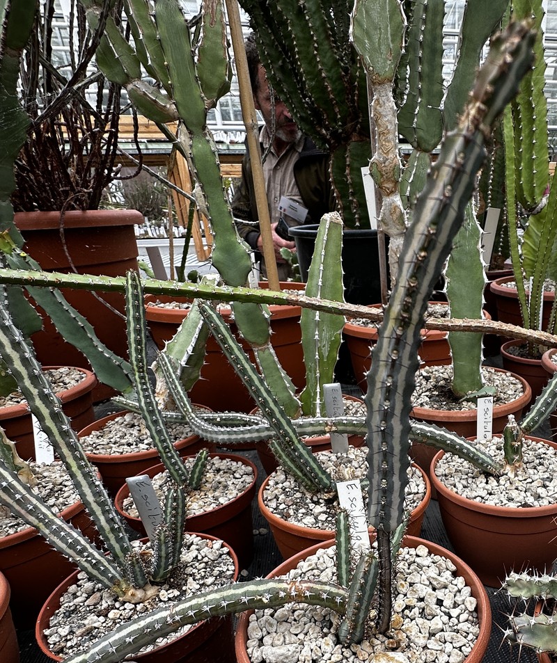 Euphorbia scitula photo 3