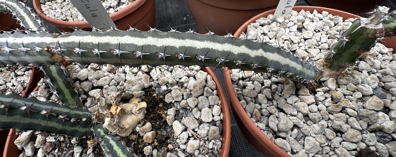 Euphorbia scitula photo 4