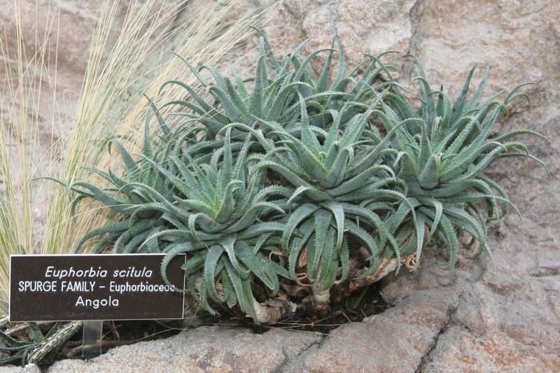 Euphorbia scitula photo 5