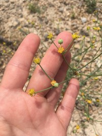 Euphorbia sclerocyathium