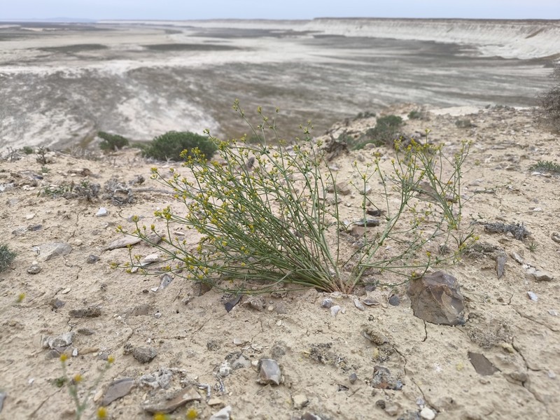 Euphorbia sclerocyathium photo 2