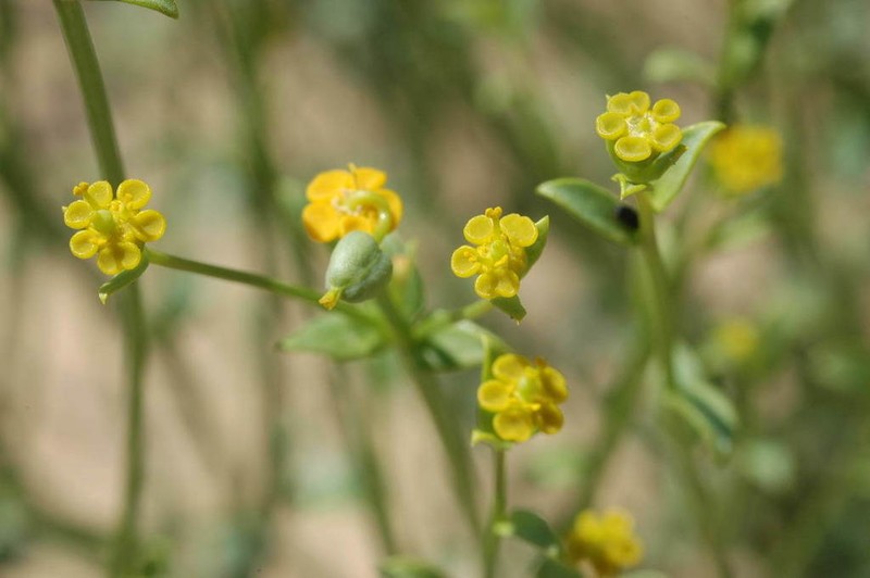 Euphorbia sclerocyathium photo 3