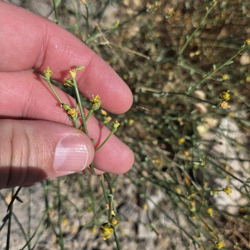 Euphorbia sclerocyathium photo 4