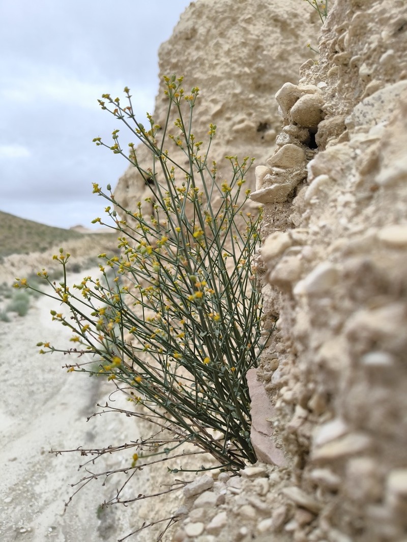 Euphorbia sclerocyathium photo 5