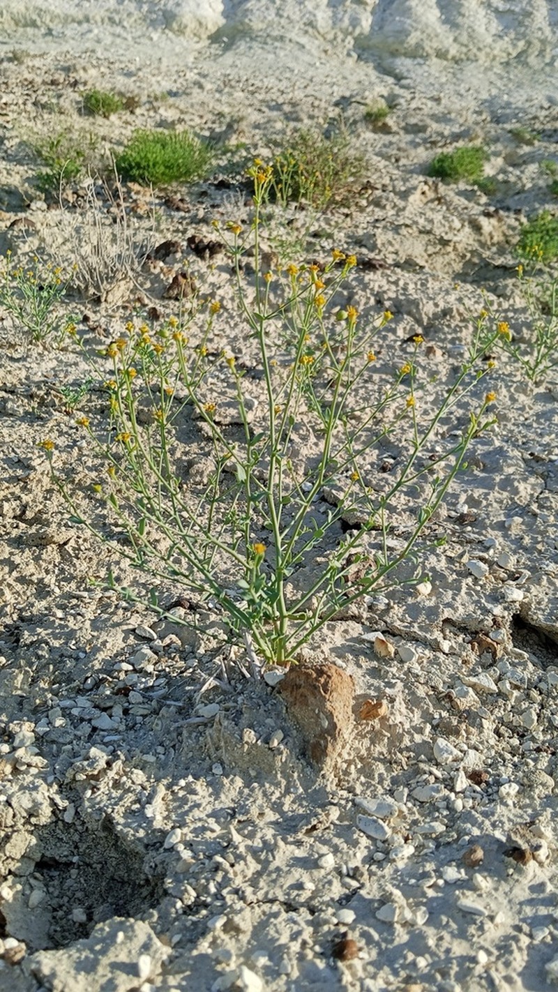Euphorbia sclerocyathium photo 6