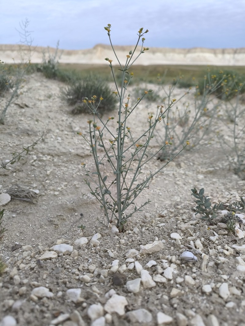 Euphorbia sclerocyathium photo 7
