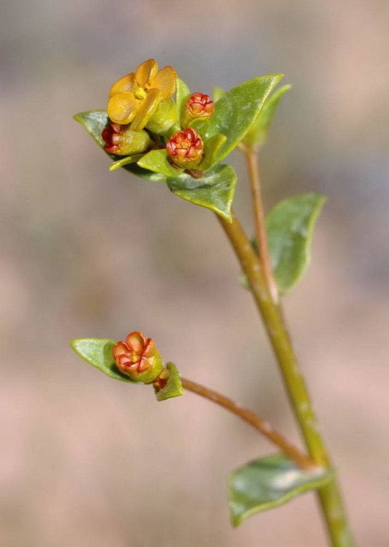 Euphorbia sclerocyathium photo 8