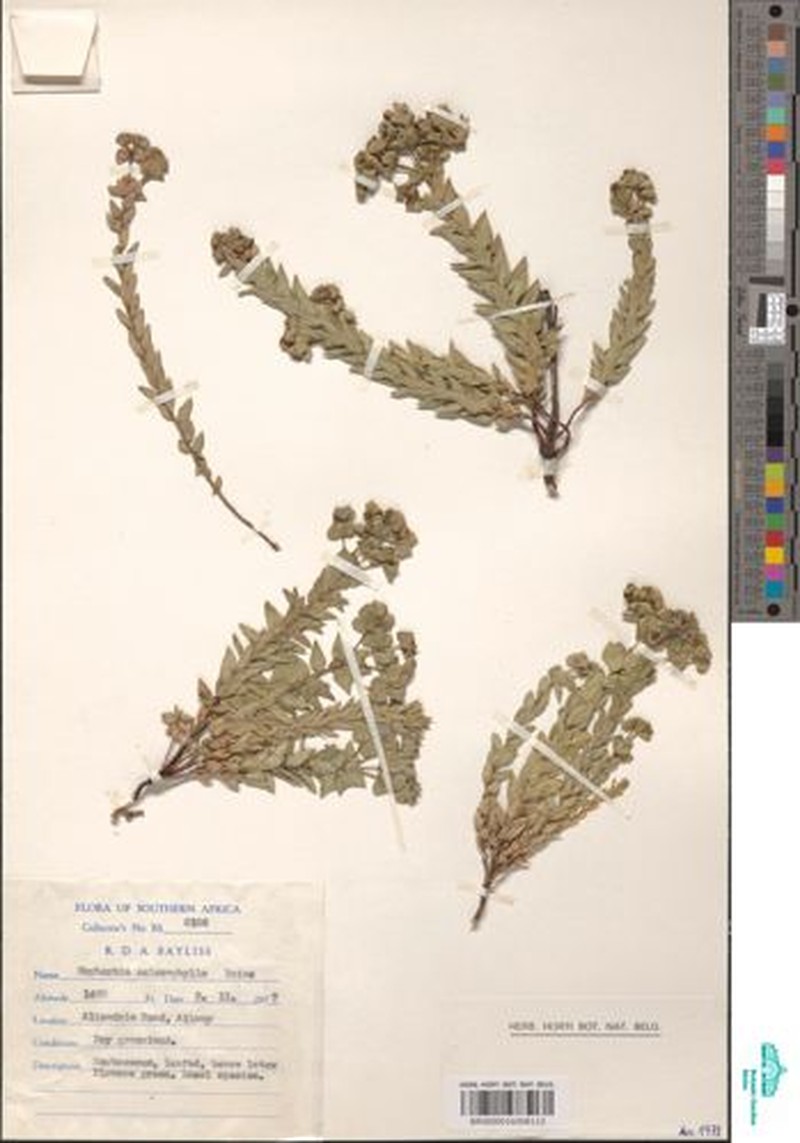 Euphorbia sclerophylla