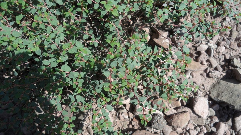 Euphorbia scopulorum