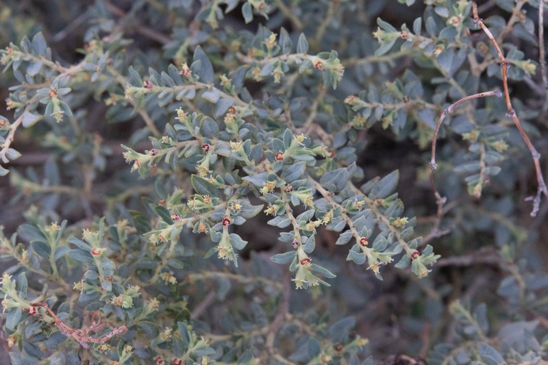 Euphorbia scopulorum photo 2