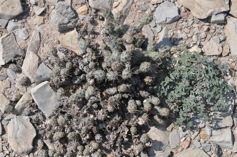 Euphorbia scopulorum photo 3
