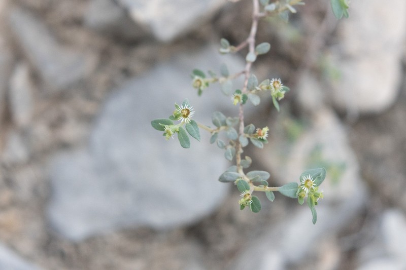 Euphorbia scopulorum photo 4