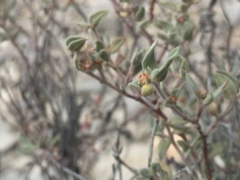 Euphorbia scopulorum photo 5