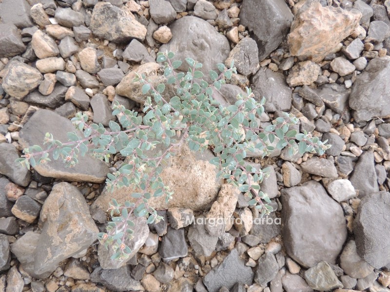 Euphorbia scopulorum photo 6