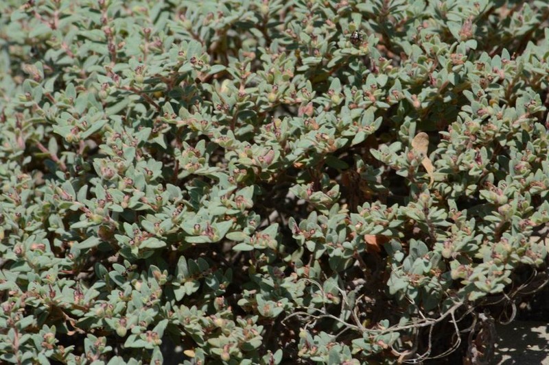 Euphorbia scopulorum photo 7