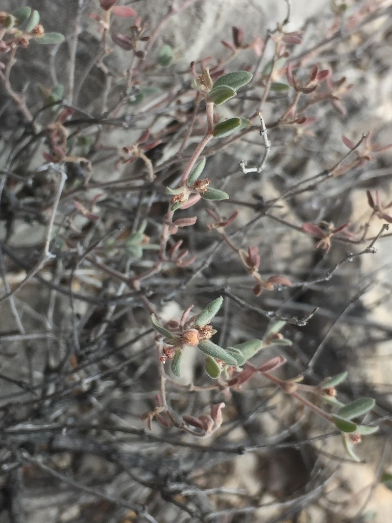 Euphorbia scopulorum photo 8