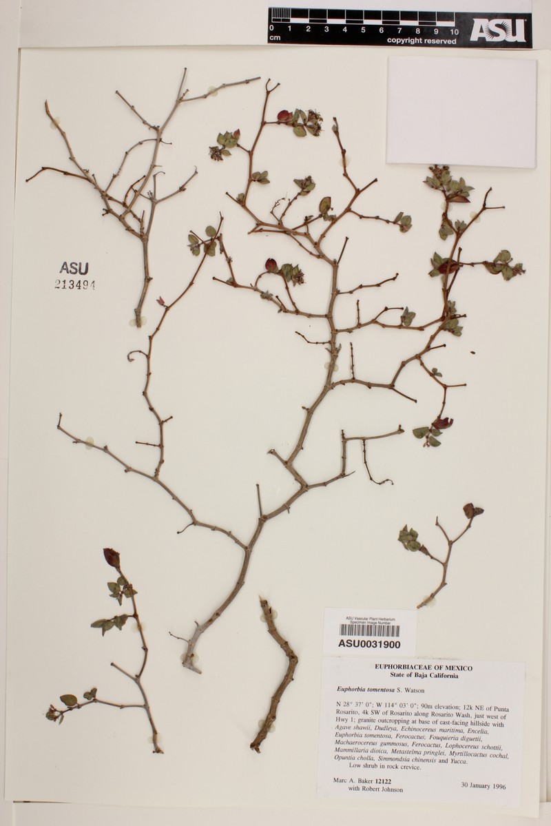 Euphorbia scordiifolia