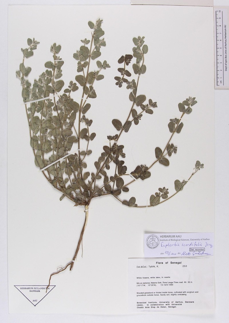 Euphorbia scordiifolia photo 2