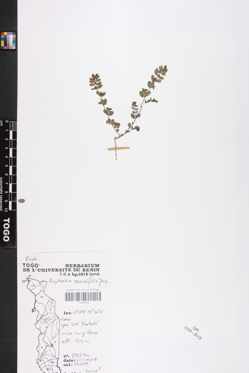Euphorbia scordiifolia photo 3