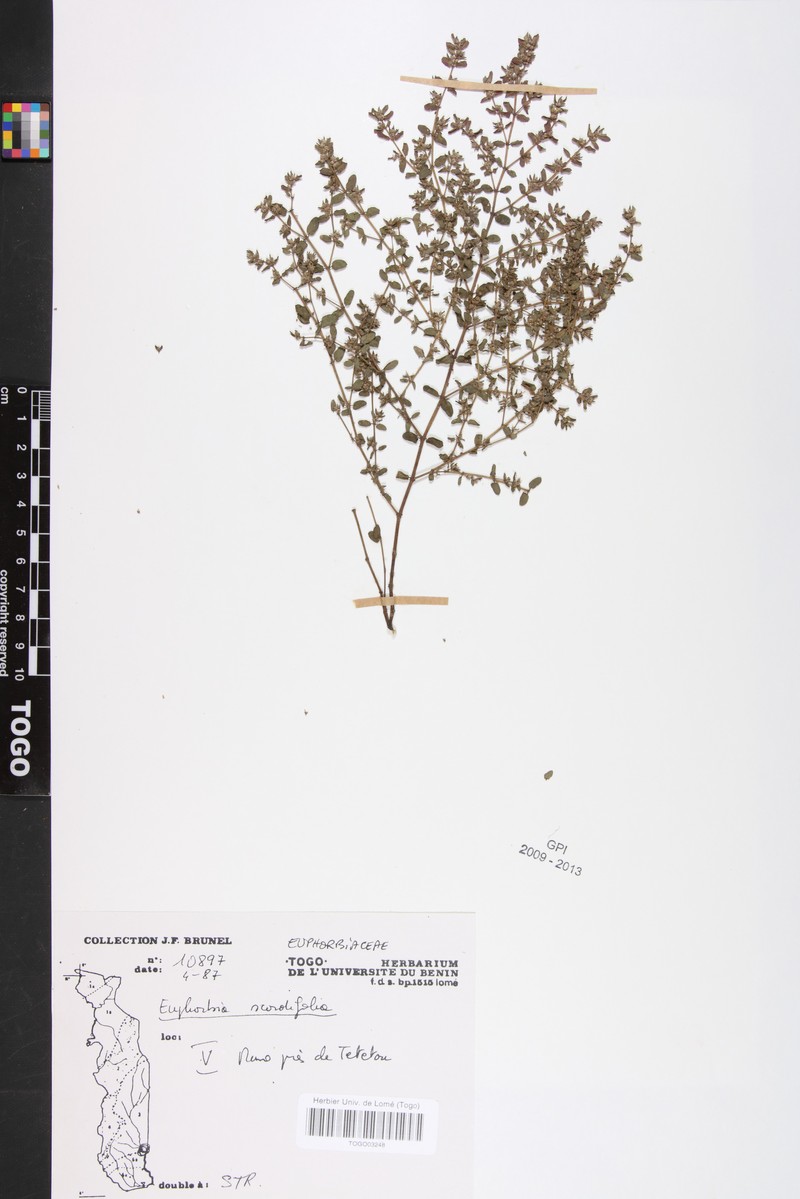Euphorbia scordiifolia photo 4