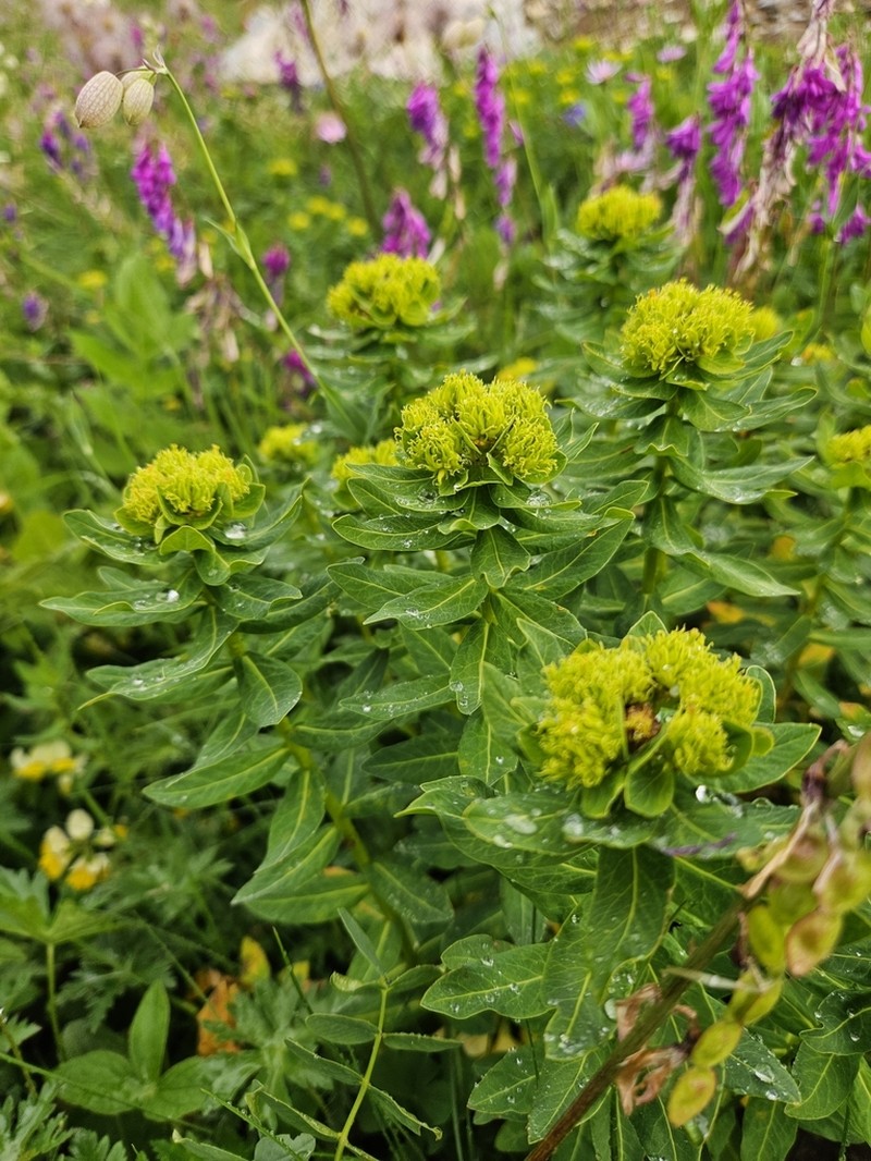 Euphorbia scripta