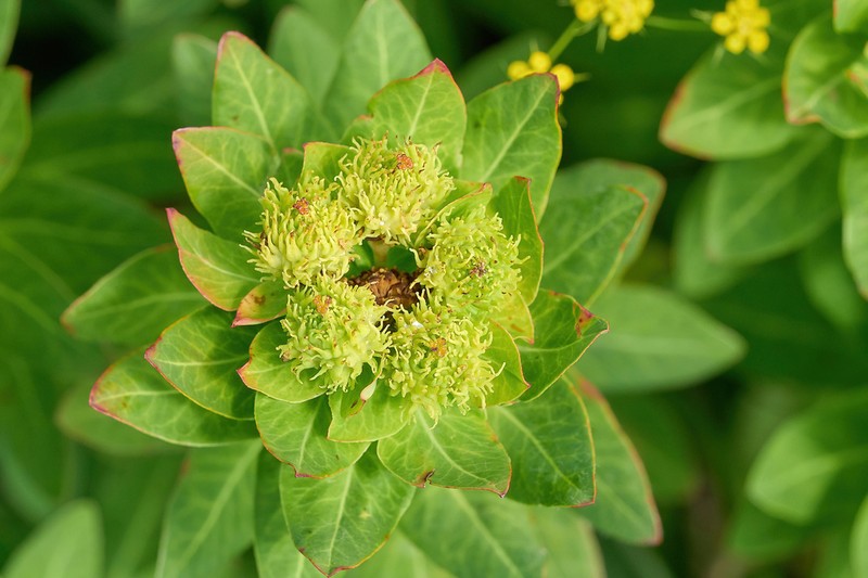 Euphorbia scripta photo 2