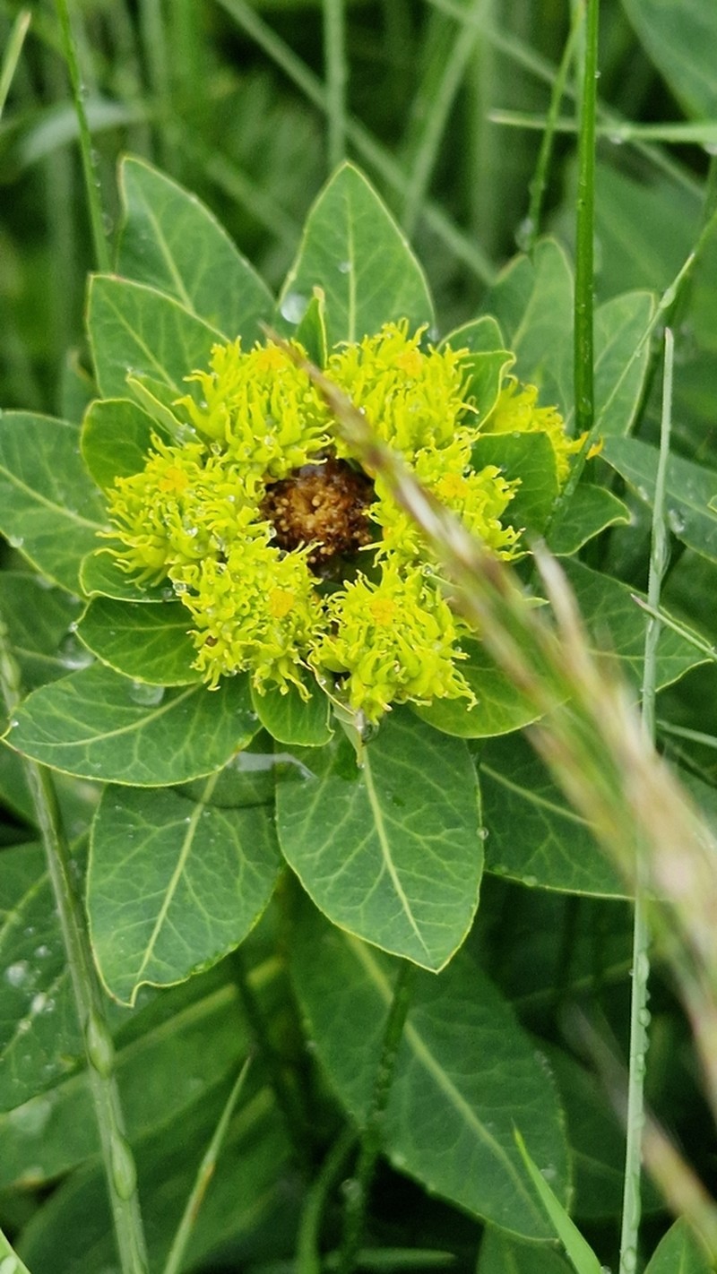 Euphorbia scripta photo 3