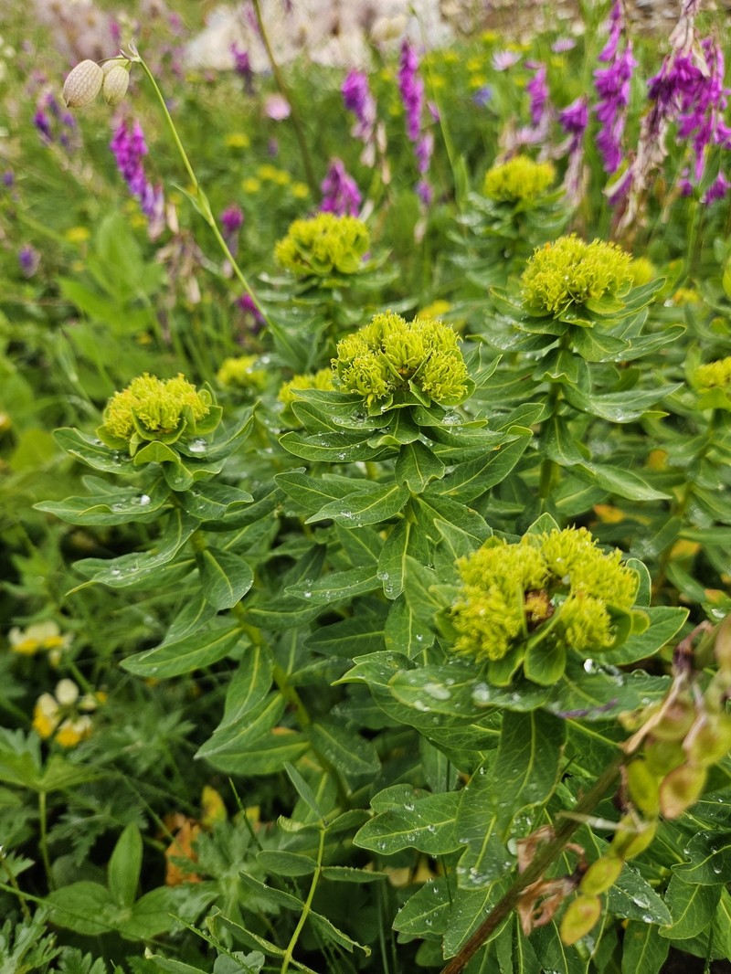 Euphorbia scripta photo 4