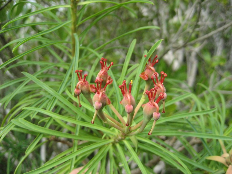 Euphorbia scutiformis photo 2