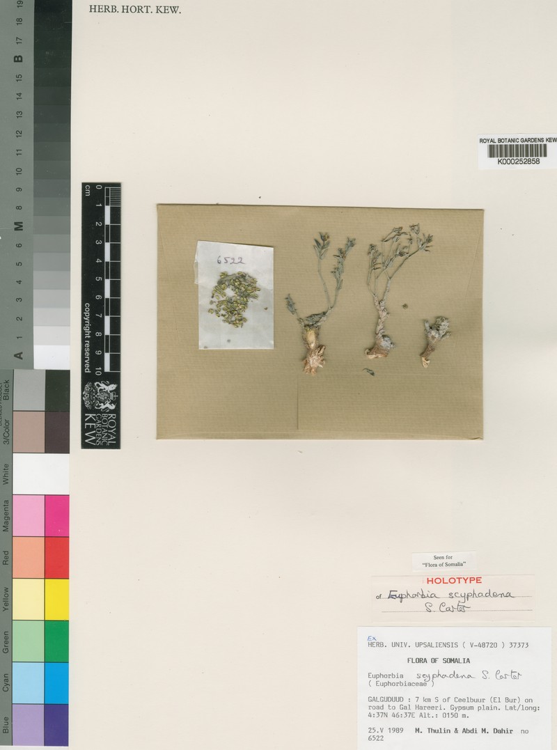 Euphorbia scyphadena