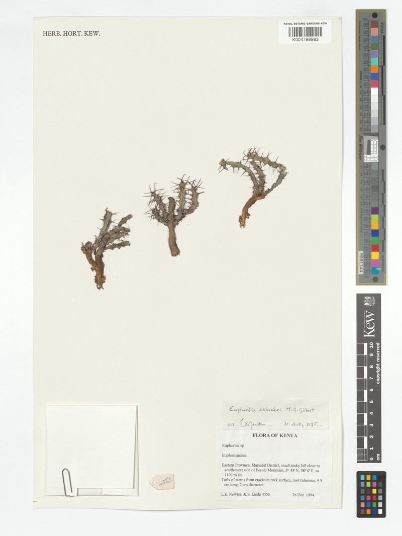 Euphorbia sebsebei photo 2