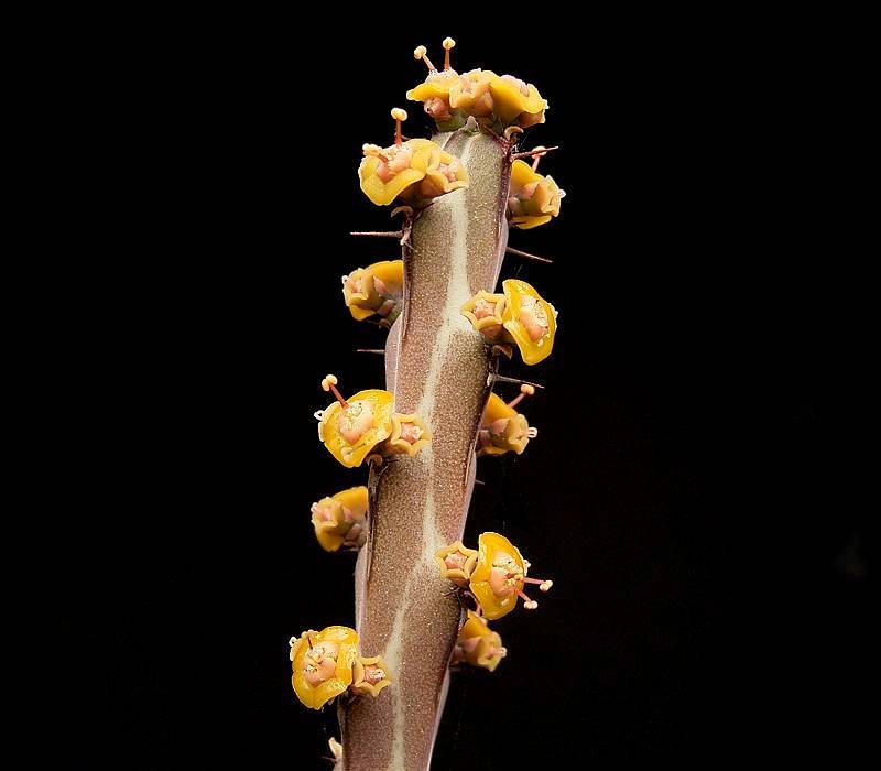 Euphorbia sebsebei