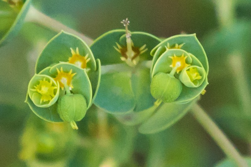 Grainfield Spurge photo 2