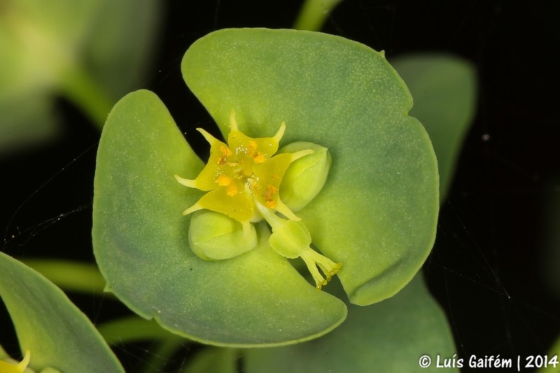Grainfield Spurge photo 3