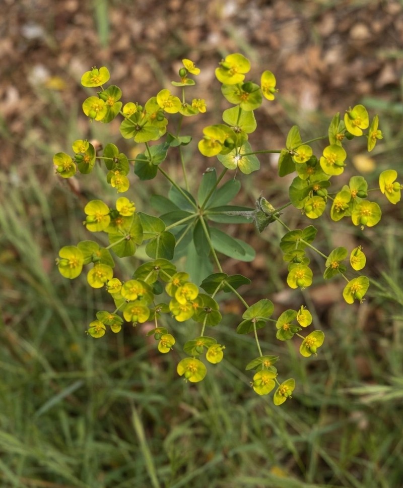 Grainfield Spurge photo 4
