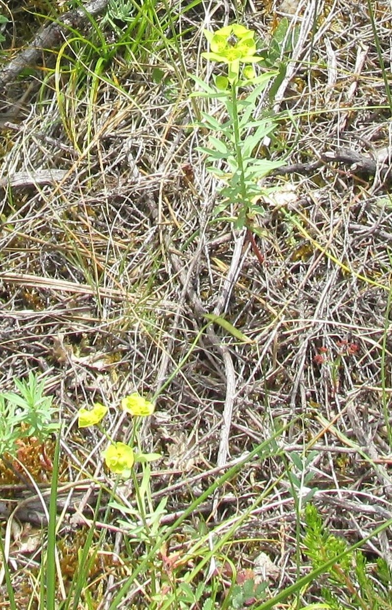 Grainfield Spurge photo 5