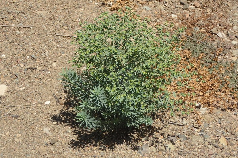 Grainfield Spurge photo 6