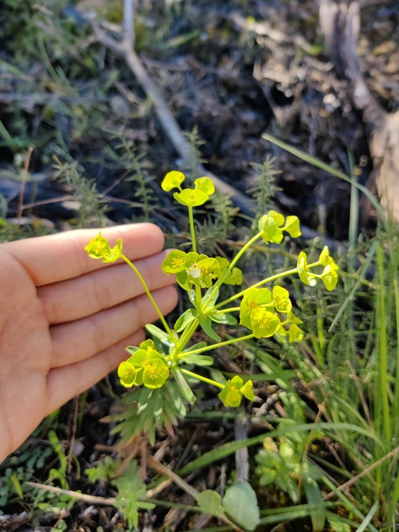 Grainfield Spurge photo 7