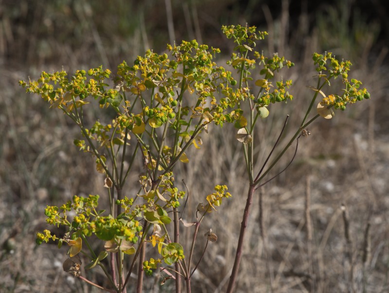 Grainfield Spurge photo 2