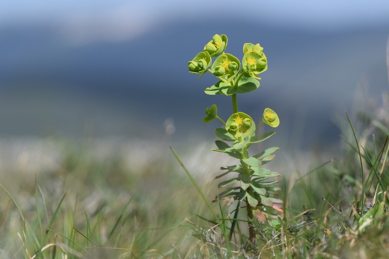 Grainfield Spurge photo 3
