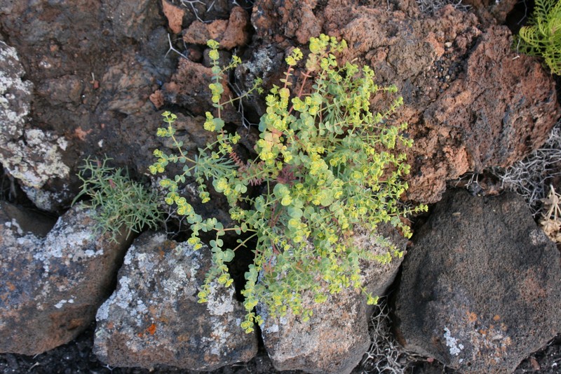 Grainfield Spurge photo 4