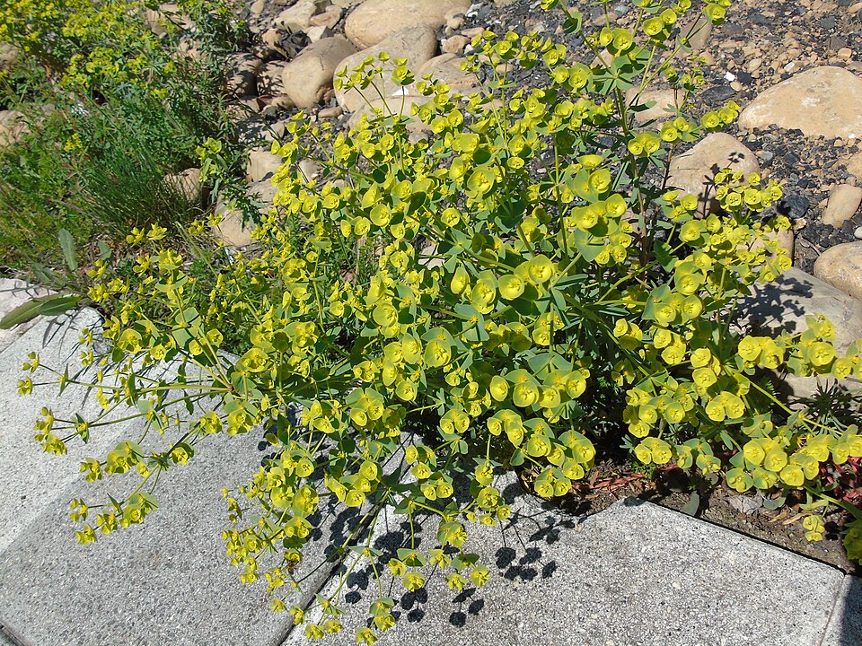 Grainfield Spurge