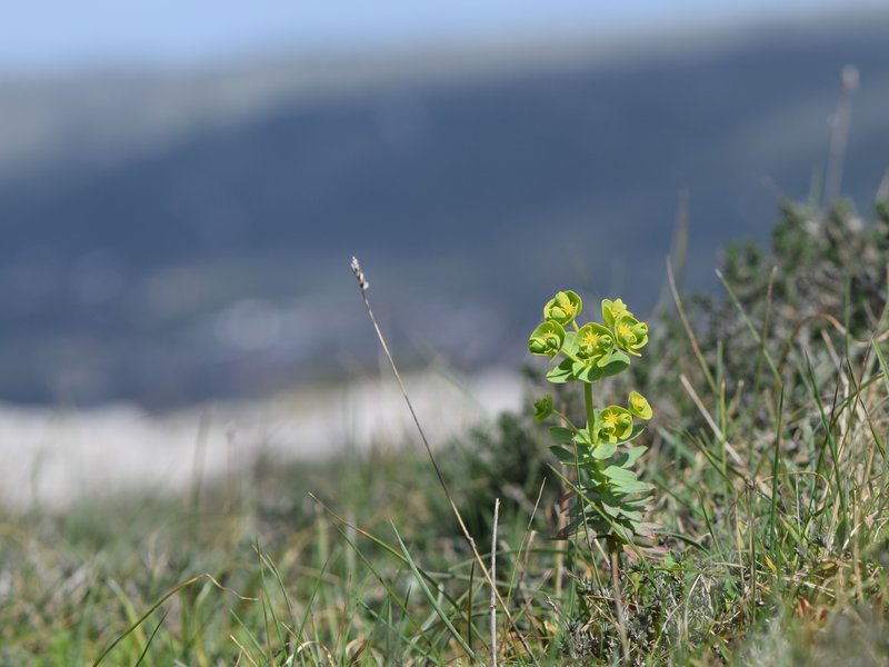 Grainfield Spurge photo 5