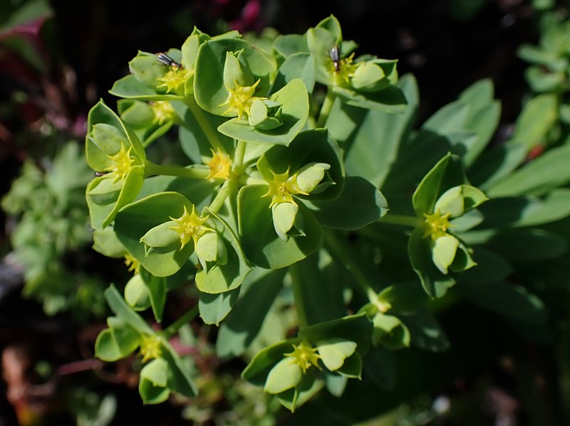Grainfield Spurge photo 6