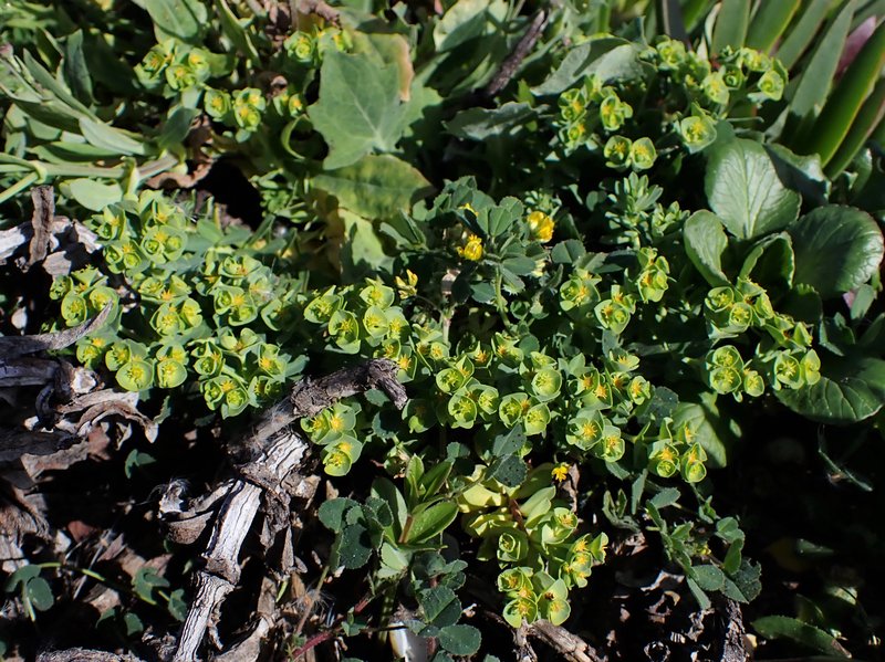 Grainfield Spurge photo 7